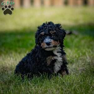 Marla, Mini Bernedoodle Puppy